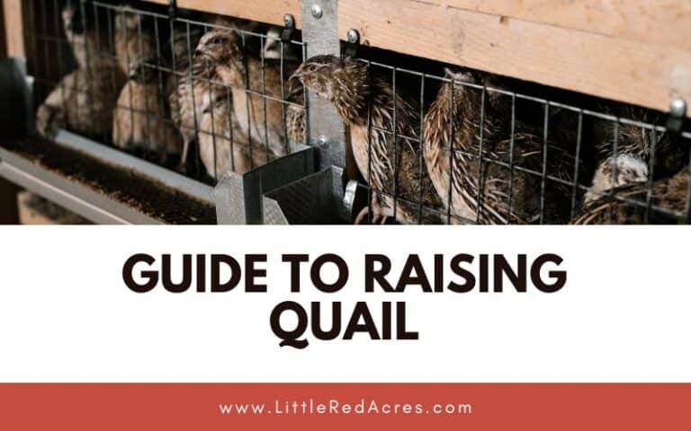 Guide to Raising Quail