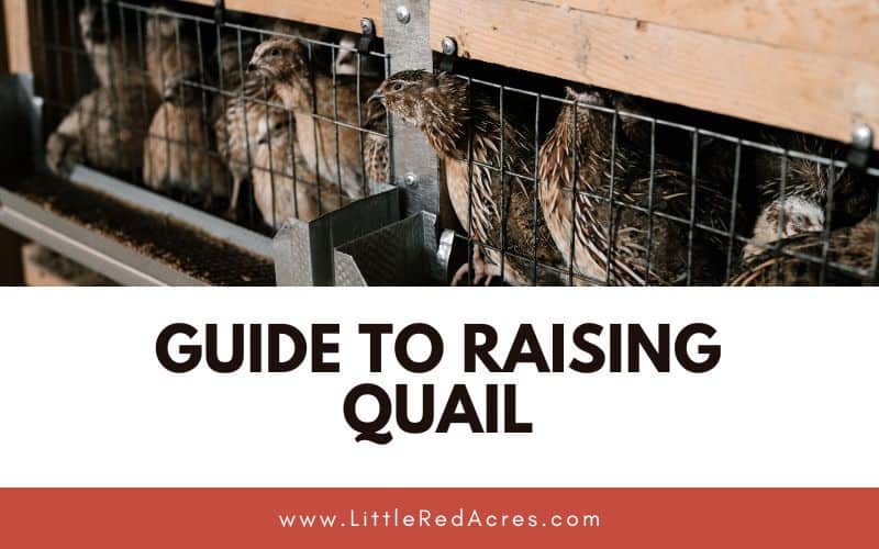 quail in cage with Guide to Raising Quail text overlay