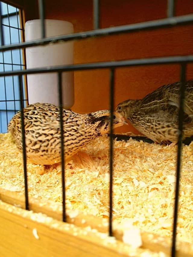 cropped-Advantages-of-Raising-Quail-1.jpg