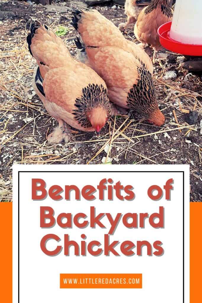 7 Benefits of Backyard Chickens