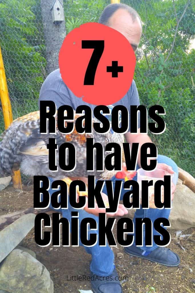 7 Benefits of Backyard Chickens