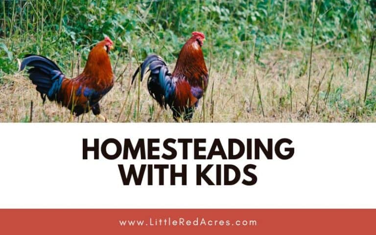 Homesteading with Kids: 5 Tips from a Homesteading Momma