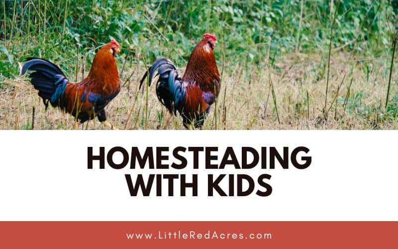two roosters in grass with Homesteading with Kids text overlay