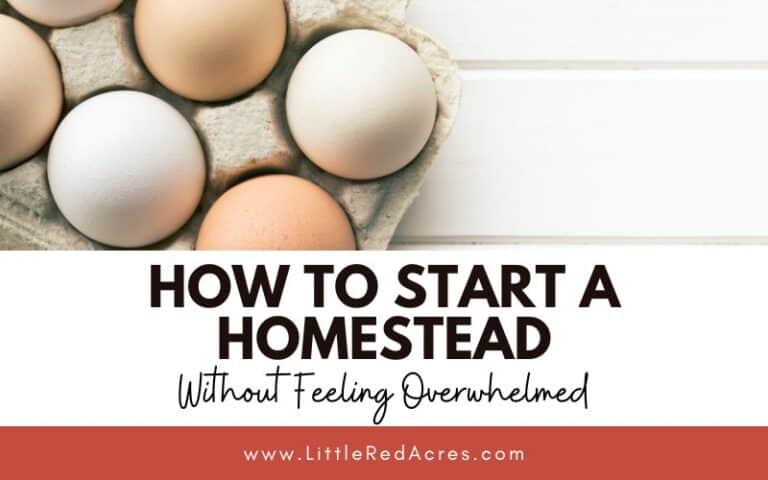 How to Start A Homestead Without Feeling Overwhelmed