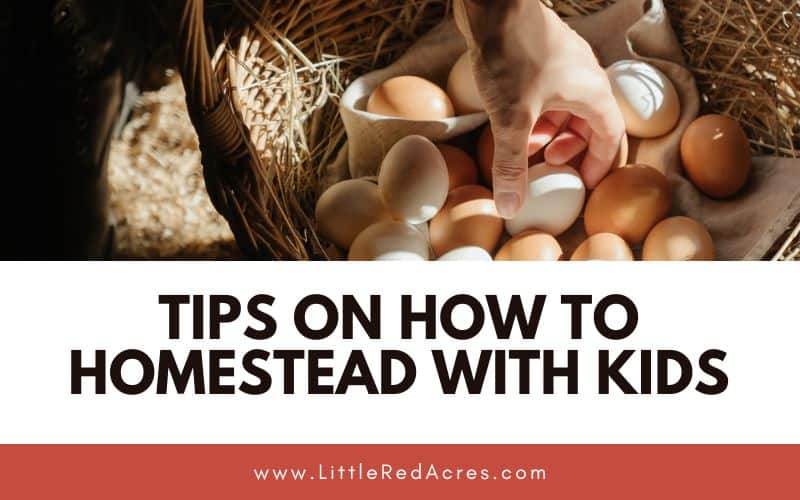 collecting eggs with Tips on How to Homestead with Kids text overlay