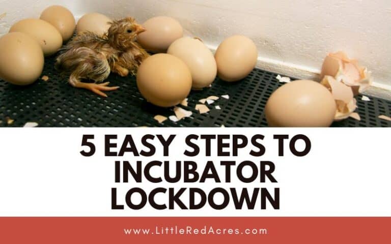 5 Easy Steps to Incubator Lockdown