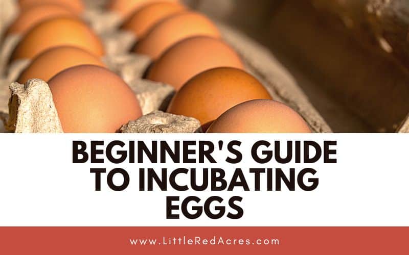 Eggs in carton with Beginner's Guide to Incubating Eggs text overlay