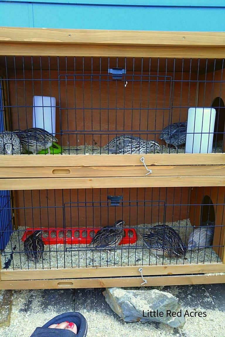 How To on Raising Healthy Quail