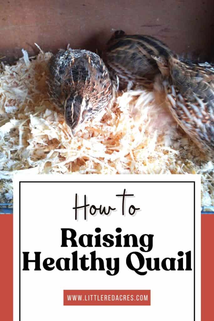 quails in cage with How To on Raising Healthy Quail text overlay