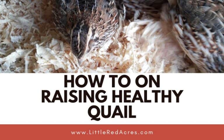 How To on Raising Healthy Quail