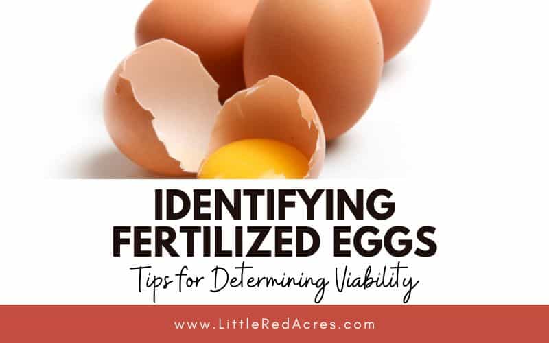 eggs, one egg cracked open, with Identifying Fertilized Eggs Tips for Determining Viability text overlay