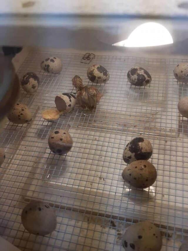 Caring for Quail Chicks