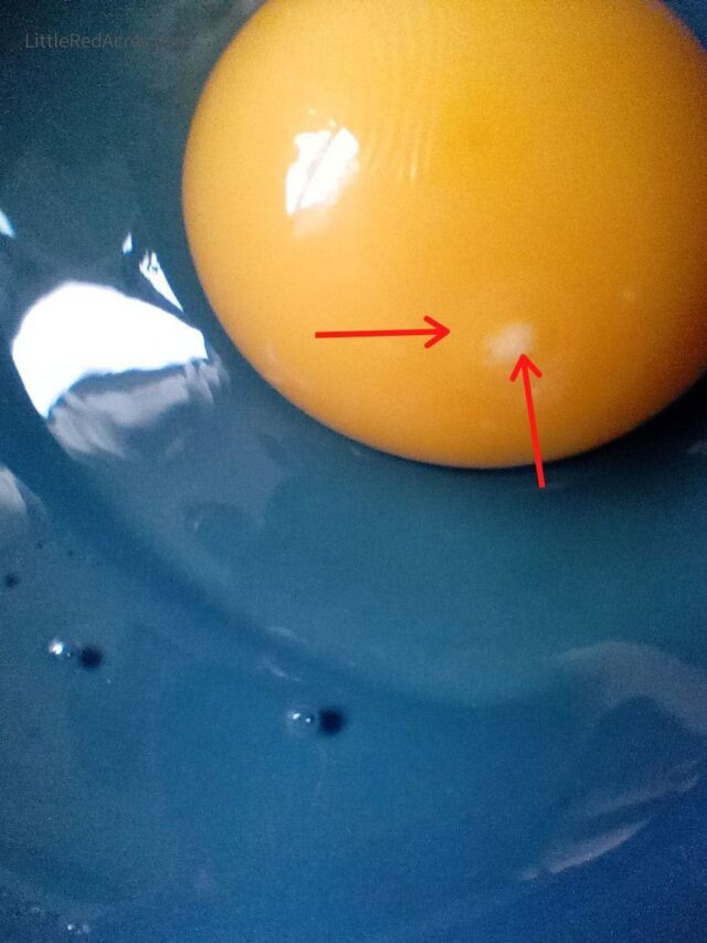 How to tell if Your Eggs are Fertilized