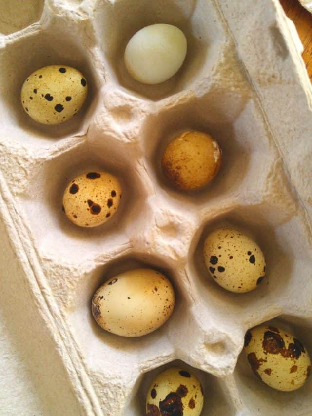 cropped-Quail-Eggs-1.jpg