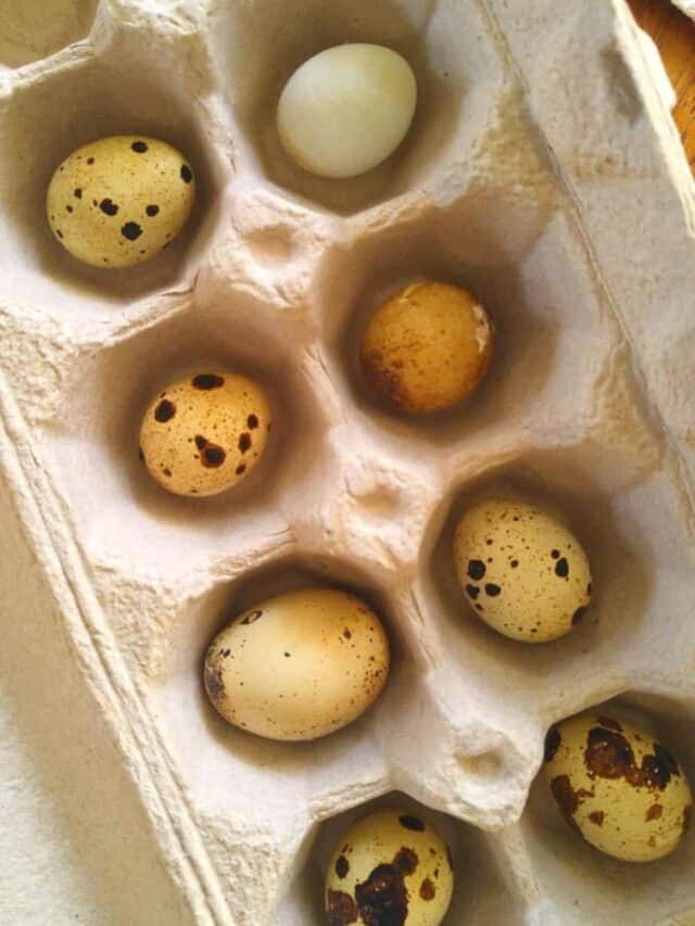Hatching Coturnix Quail