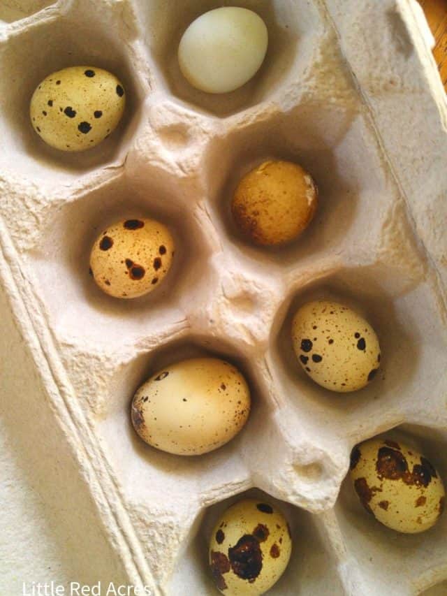 How to Collect, Clean, and Store Chicken Eggs