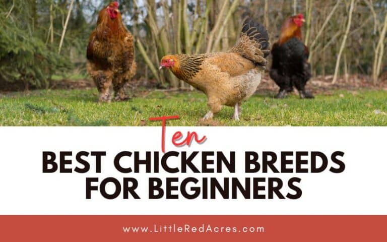 10 Best Chicken Breeds for Beginners