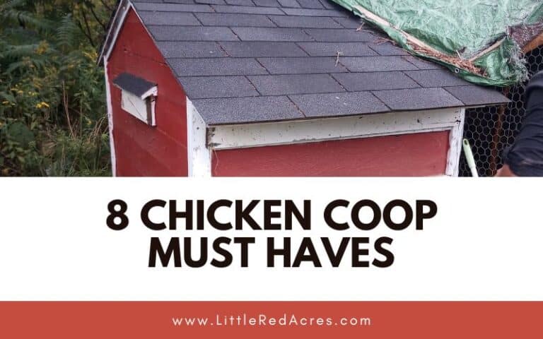 8 Chicken Coop Must Haves