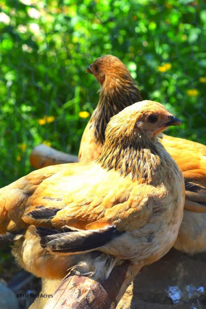 the best Chicken Breeds for beginners - two bantam brahma hens