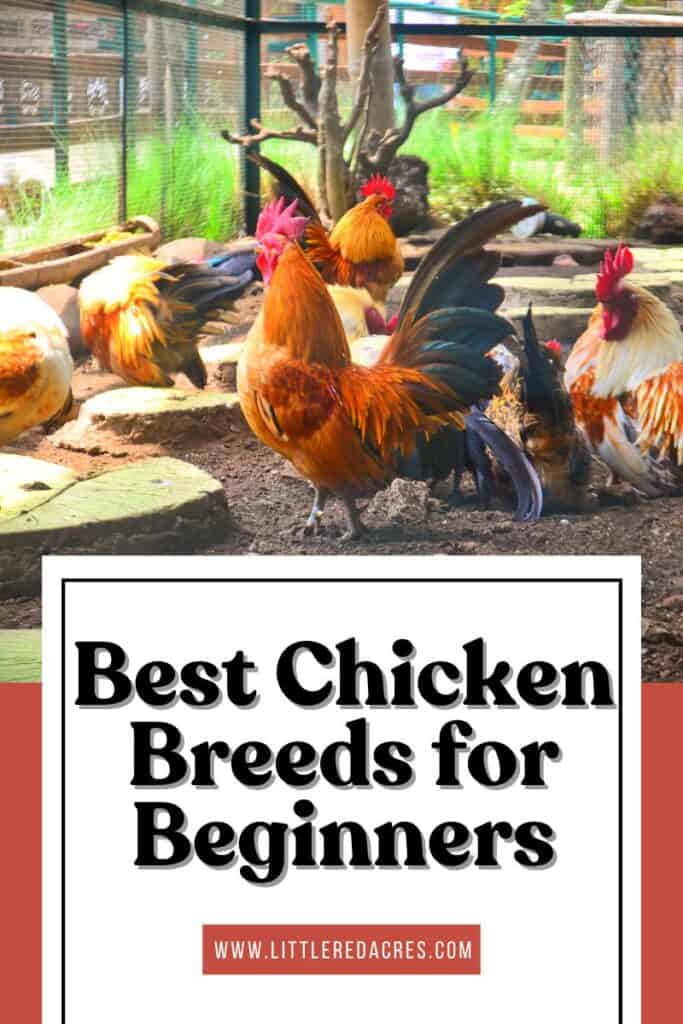 chickens in run with 10 Best Chicken Breeds for Beginners text overlay