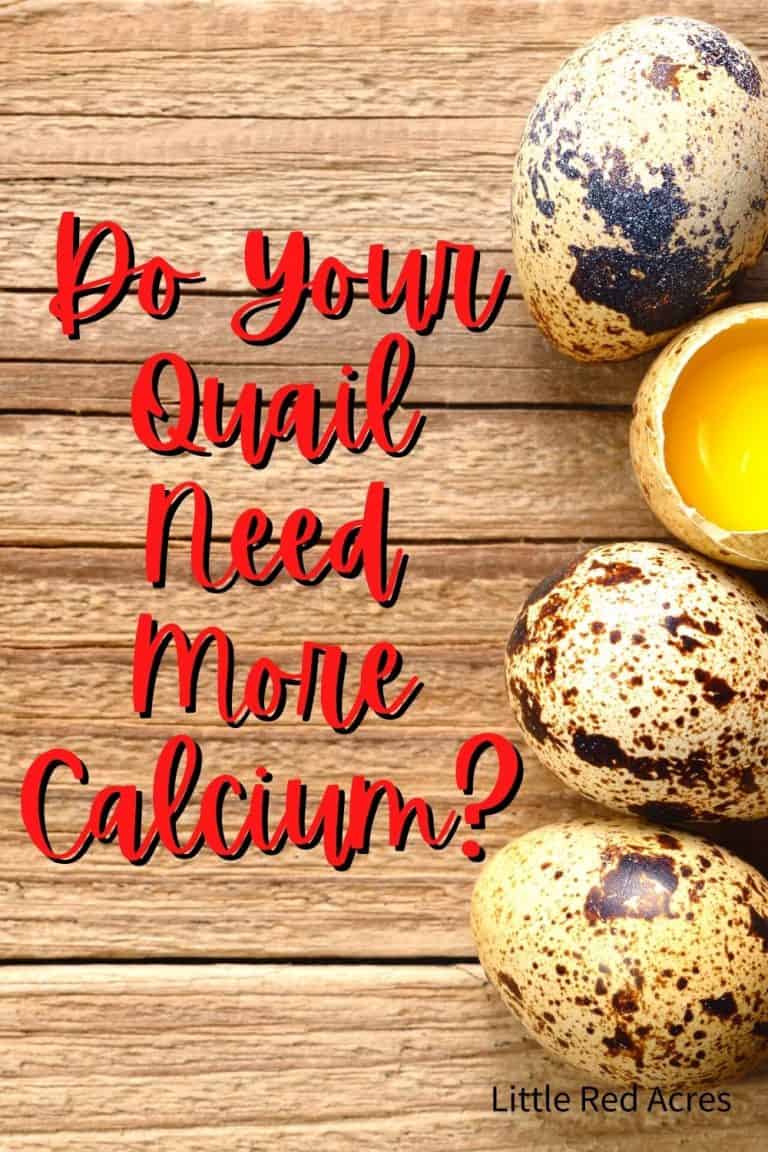 Do Your Quail Need More Calcium?
