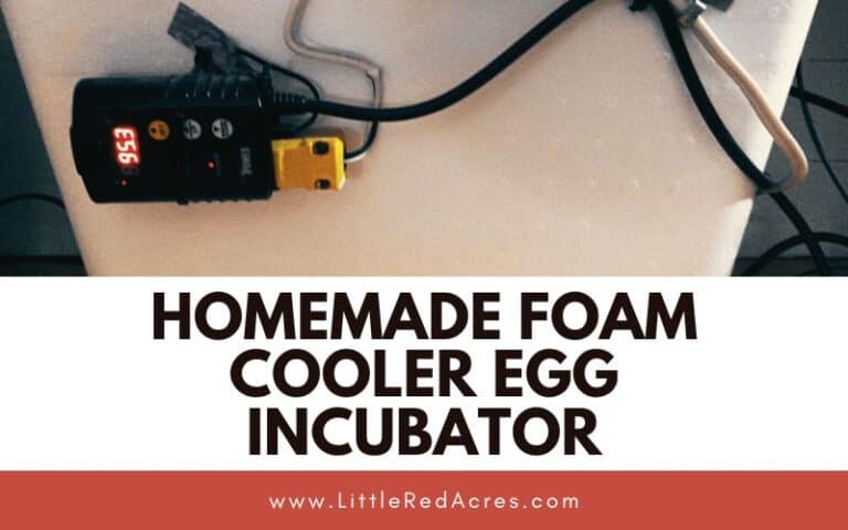 Homemade Foam Cooler Egg Incubator