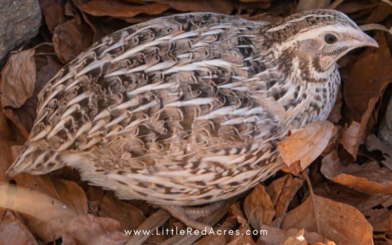 How and What to Feed Coturnix Quail