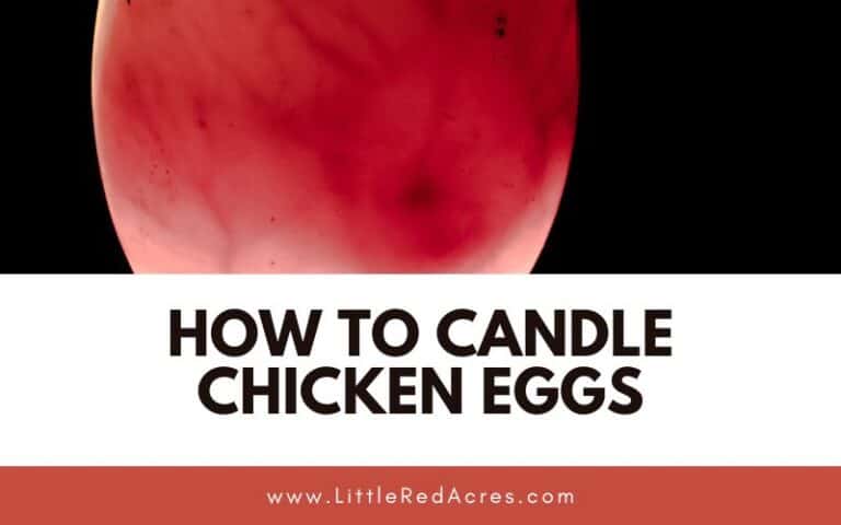 How to Candle Chicken Eggs
