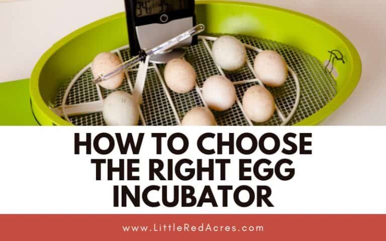 How to Choose the Right Egg Incubator