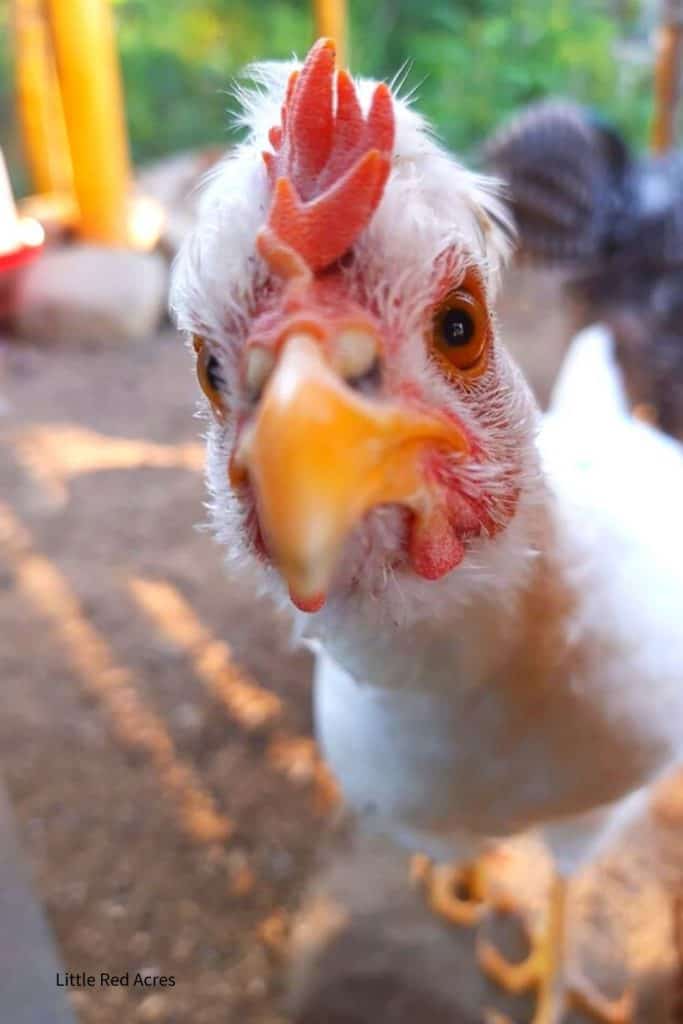the best Chicken Breeds for beginners - leghorn hen up close