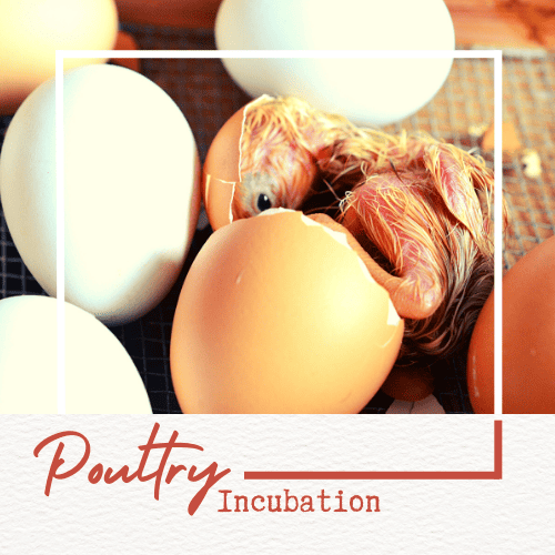 Poultry Incubation Course image