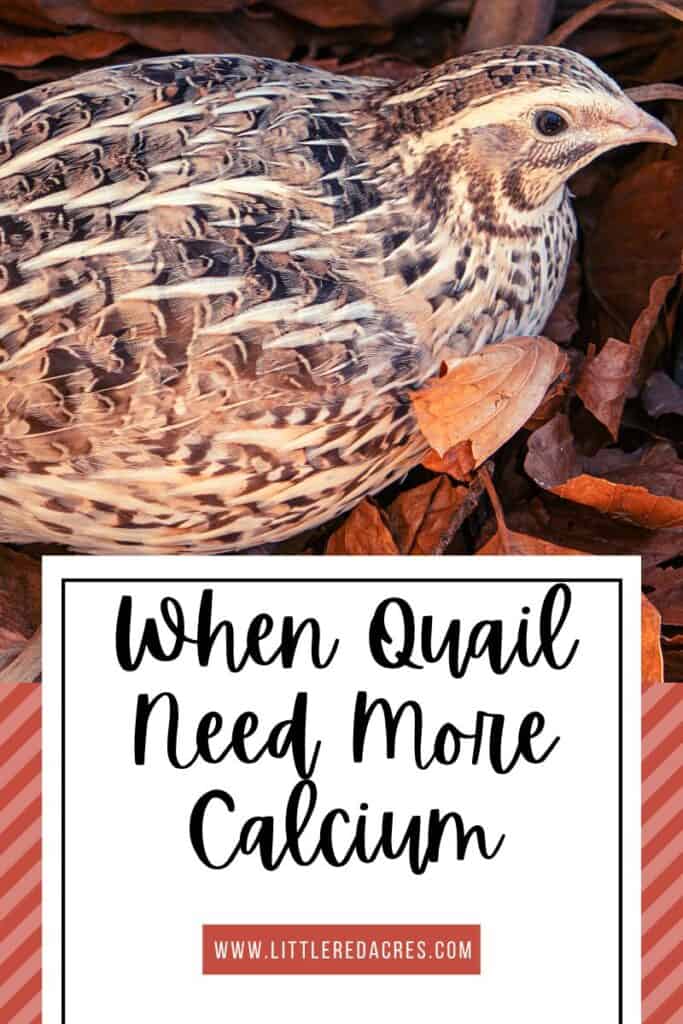 quail with When Quail Need More Calcium text overlay