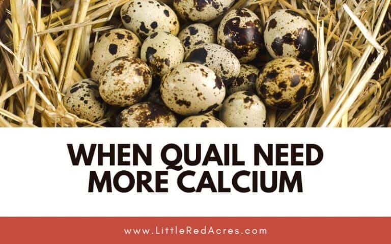 Key to Strong and Healthy Quails: When Quail Need More Calcium
