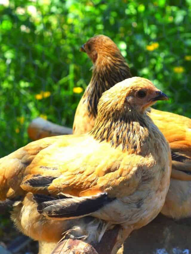 the best Chicken Breeds for beginners - two bantam brahma hens