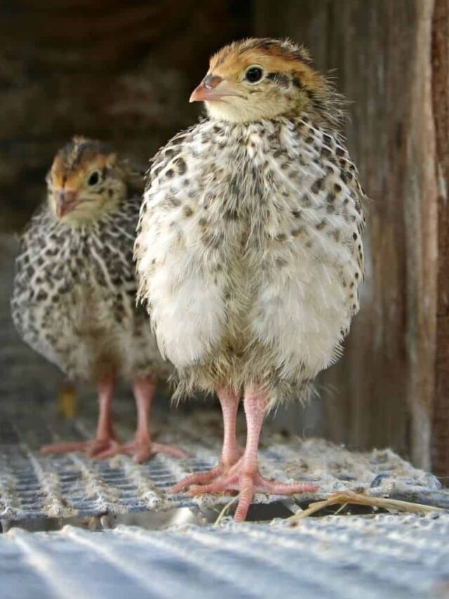 6+ Facts About Quail