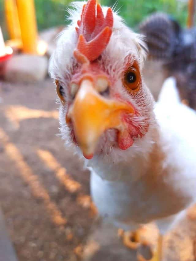 Caring for Chickens in the Winter