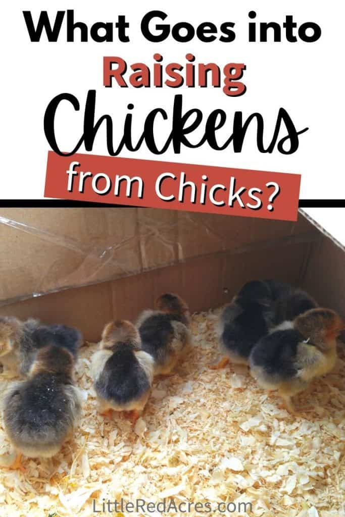 What Goes Into Raising Chickens - chicks in a box with text overlay