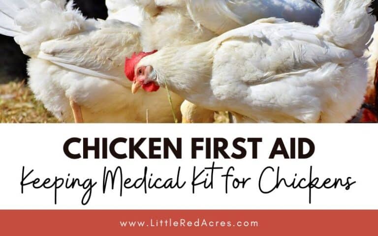 Chicken First Aid: Keeping Medical Kit for Chickens