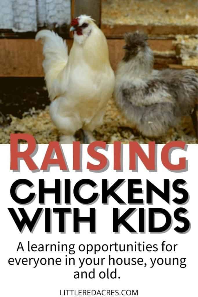 Raising Chickens with Kids
