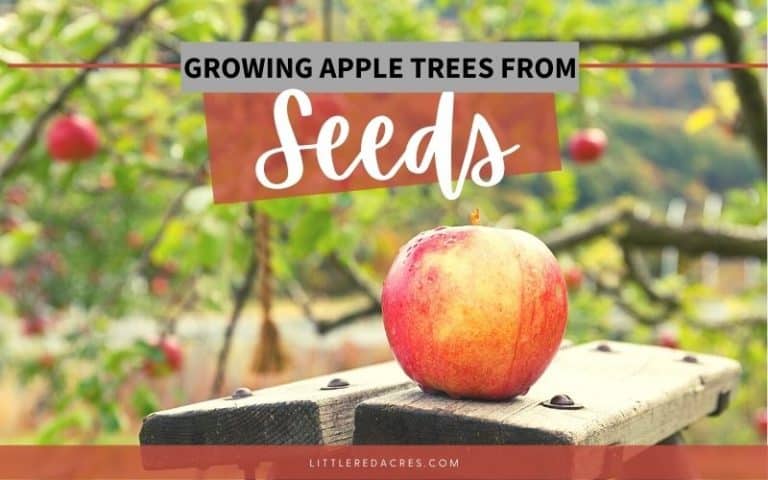 Growing Apple Trees from Seeds
