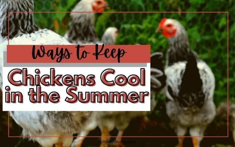 Caring for Chickens in the Summer