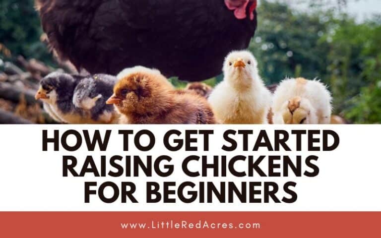 How to Get Started Raising Chickens for Beginners