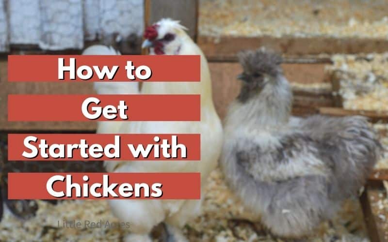 How to Get Started with Chickens
