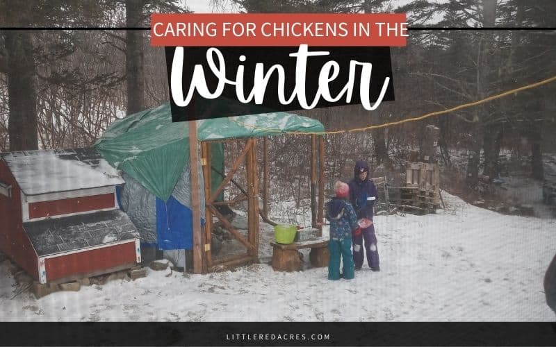 Caring for Chickens in the Winter