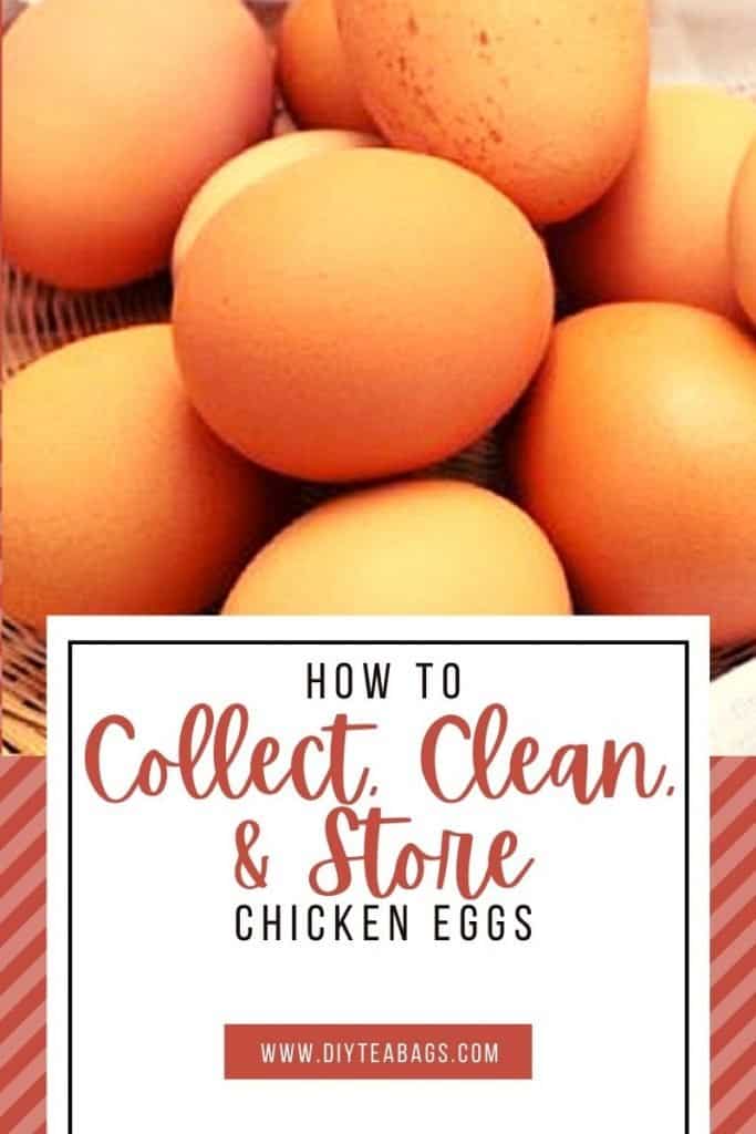 How to Collect, Clean, and Store Chicken Eggs - chicken eggs with text overlay