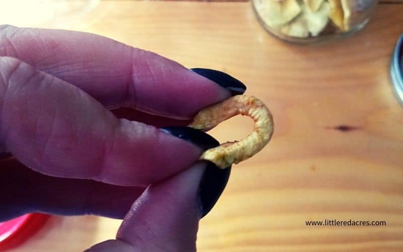 Dehydrating Apple Slices - bending an apple slice to test them