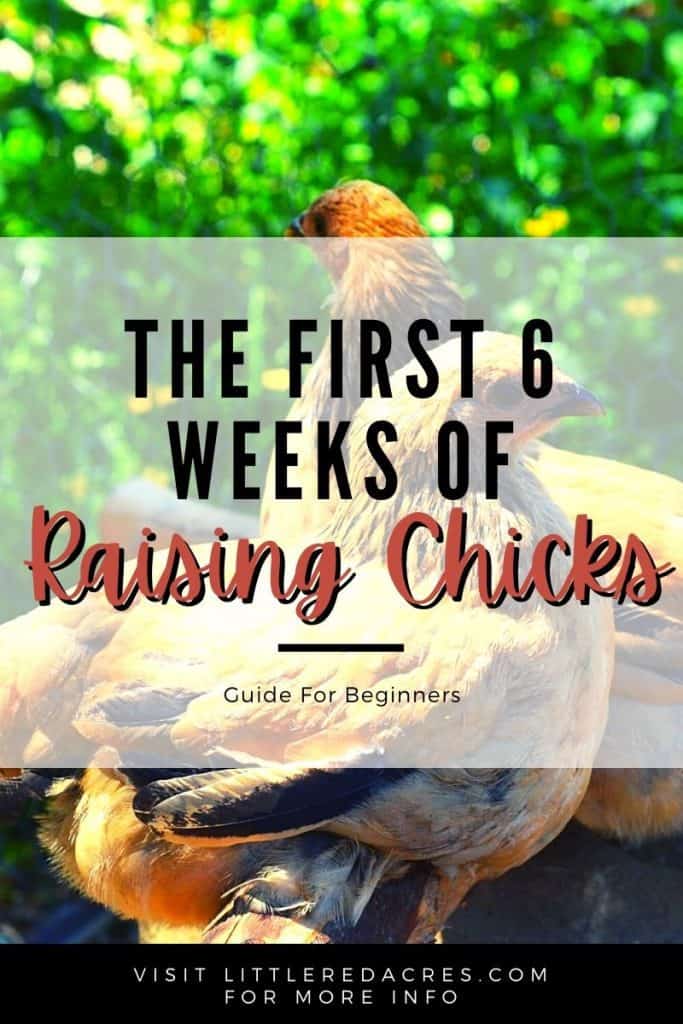 The First 6 Weeks of Raising Chicks – Guide For Beginners - chickens with text overlay