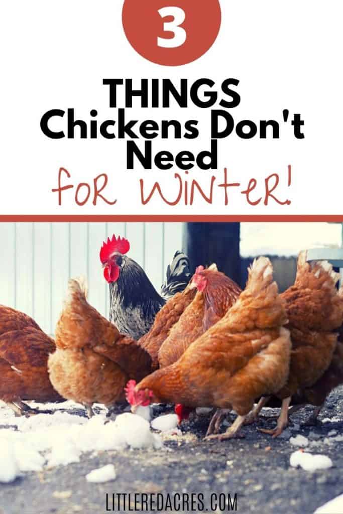 Keeping Chickens in the Winter - chickens eating snow with text overlay