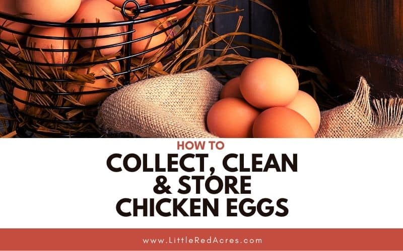 How to Collect, Clean, and Store Chicken Eggs - chicken eggs in baskets with text overlay