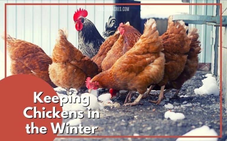 Keeping Chickens in the Winter